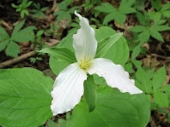 Trillium.JPG